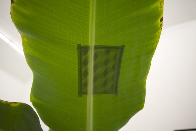 Bananenblatt__jpg_700x450_q85